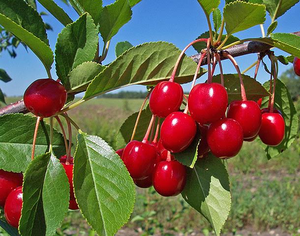 Grow fruit trees-3