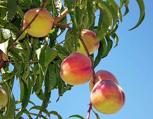 Grow fruit trees-4