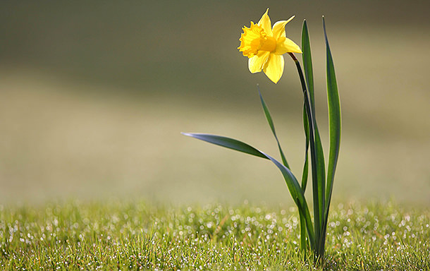 daffodils 01