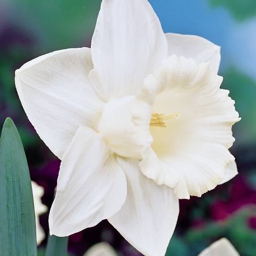 Daffodil-5