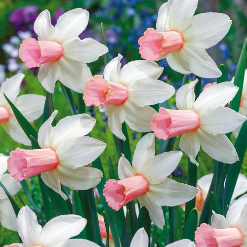 Daffodils-6