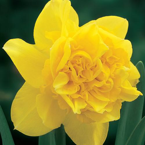 Daffodils-8