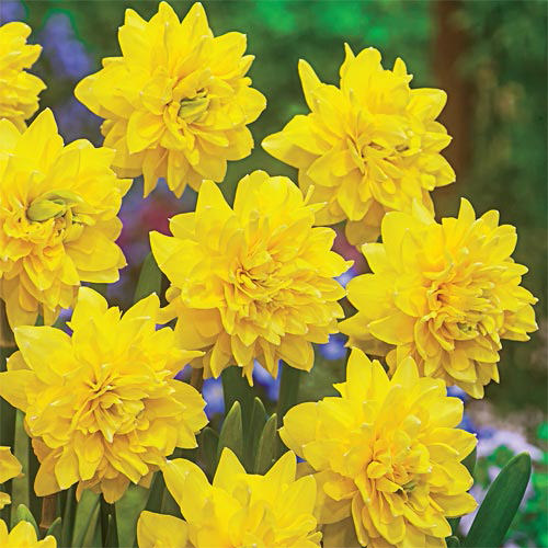 Daffodils-11