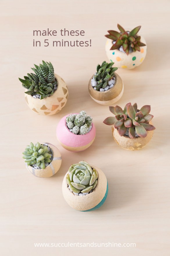 Indoor Cool Cactus & Succulent Projects-2
