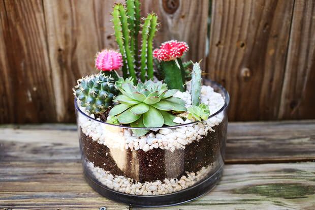Indoor Cool Cactus & Succulent Projects-7