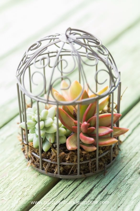 Indoor Cool Cactus & Succulent Projects-6