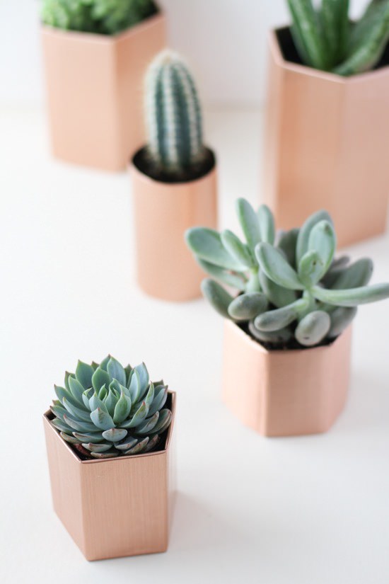 Indoor Cool Cactus & Succulent Projects