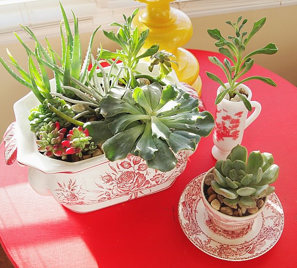 Indoor Cool Cactus & Succulent Projects