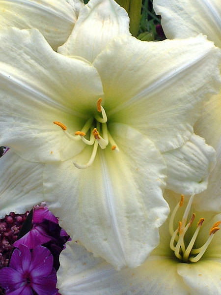 HEJS_0_Hemerocallis_Joan-Senior