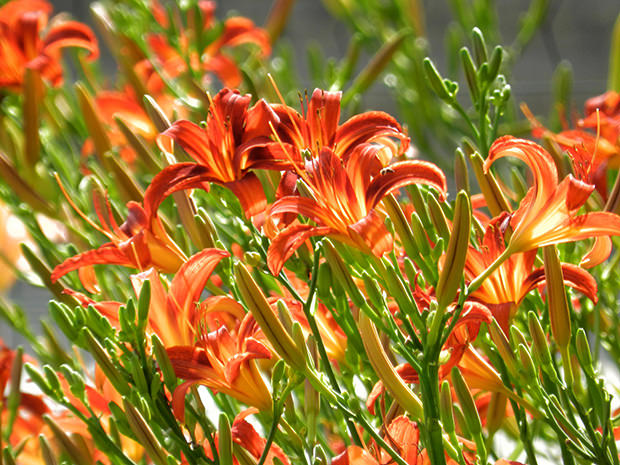 Easy To Grow - Delightful Daylilies 12