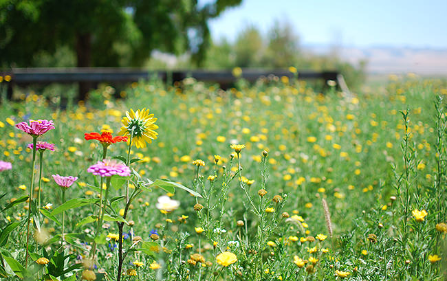 How To Start a Wild Flower Garden