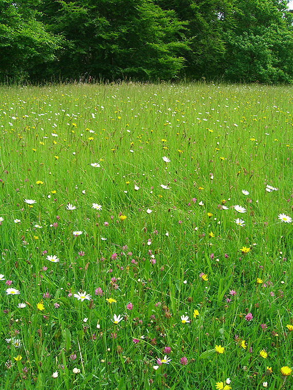 How To Start a Wild Flower Garden 22