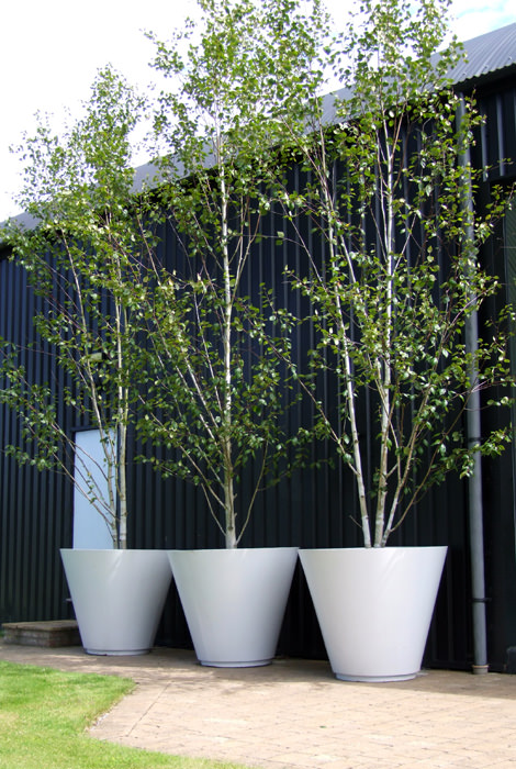 planting-a-Silver-birch-architectural