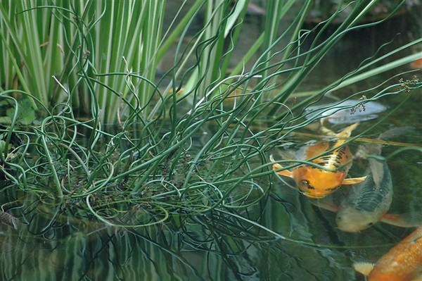 Perfect Pond Plants