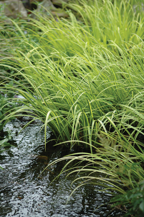 Perfect Pond Plants