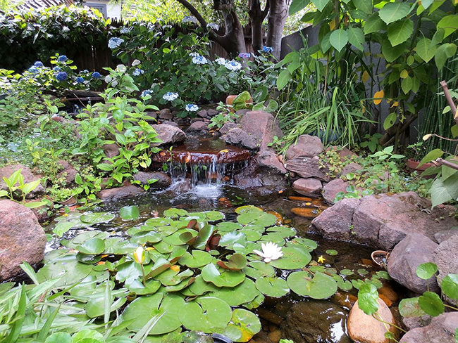 Perfect Pond Plants