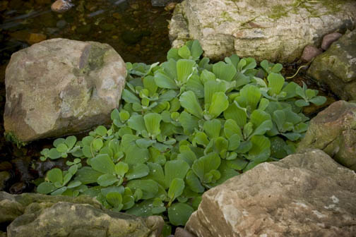 Perfect Pond Plants