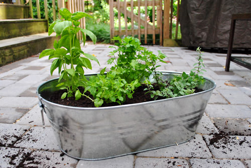 Herbs-Full-On-Patio