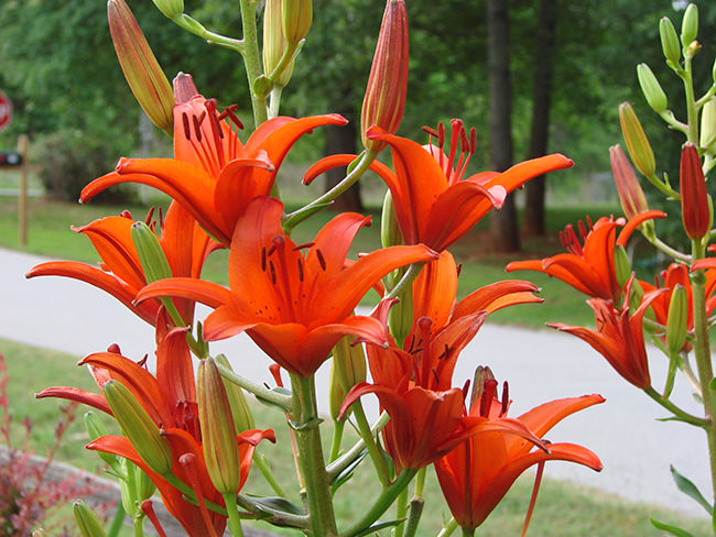how to grow lilies