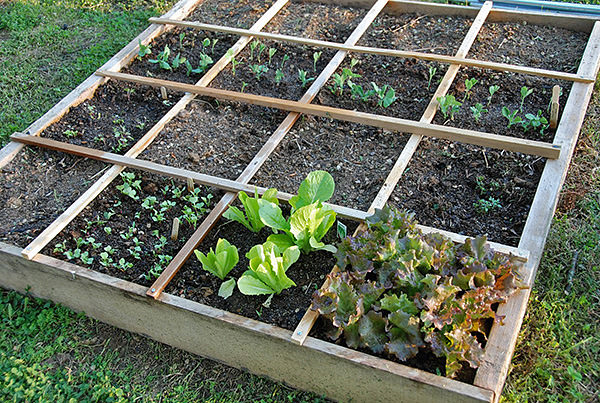 Easy Steps To Square Foot Garden Success