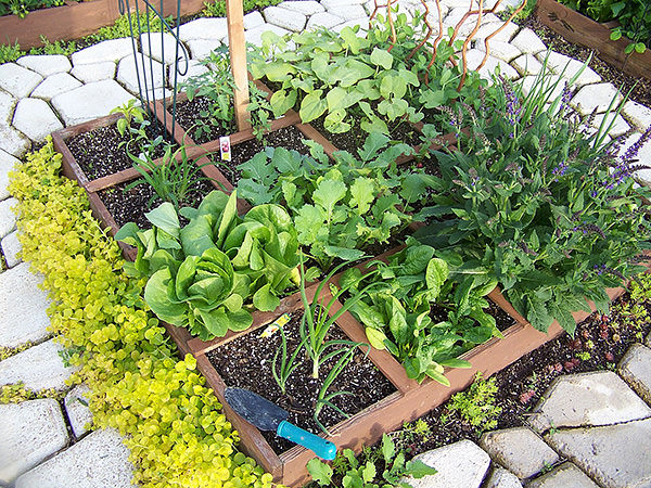 Easy Steps To Square Foot Garden Success