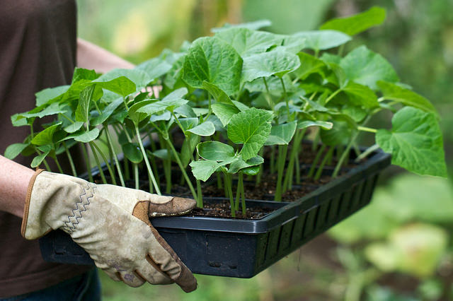 Tray-of-cucumber-seedlings