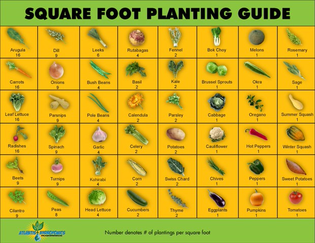 Square-Foot-Planting-Guide