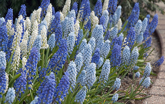 Early Spring Bloomers