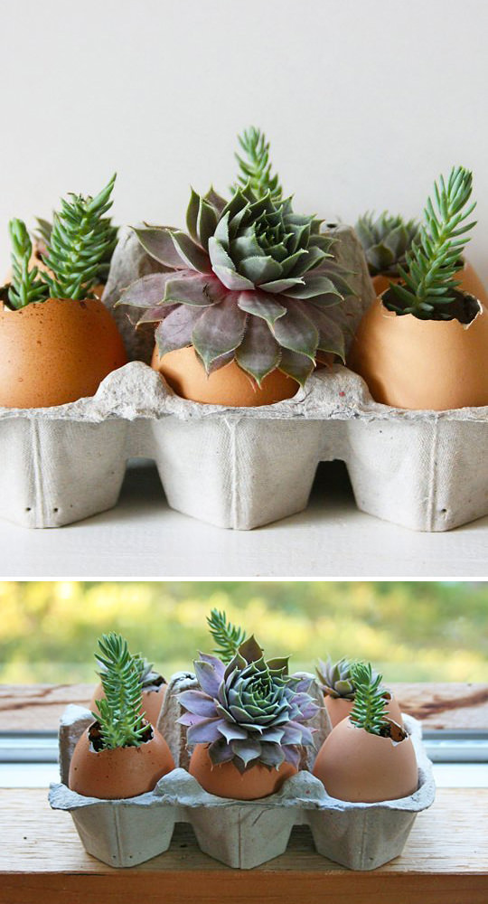 indoor-gardening-projects-34