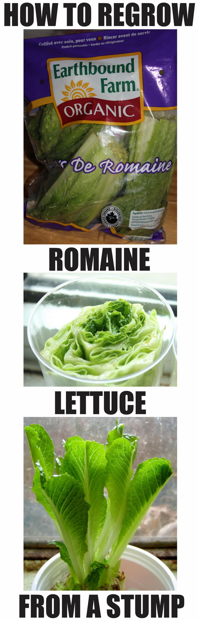 grow-romaine-lettuce