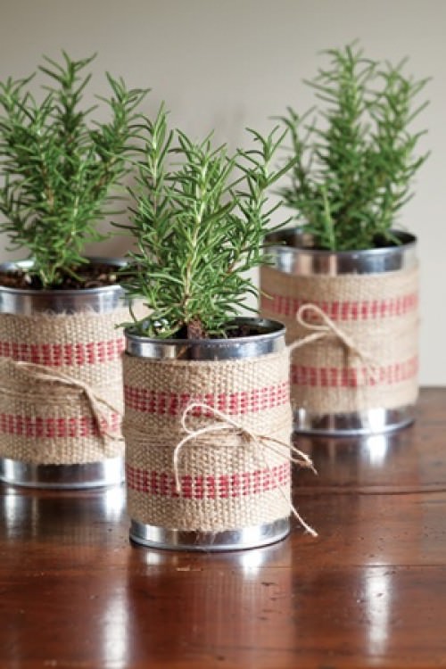 DIY Holiday Gift Plant Projects