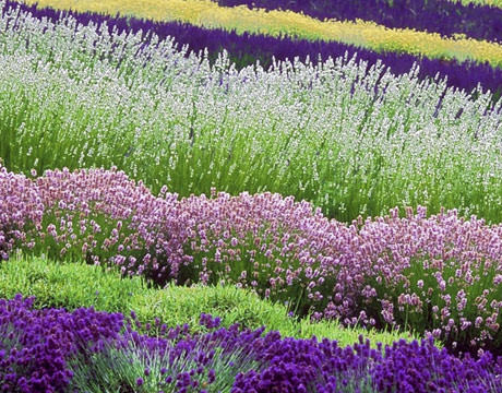 lavender-rows-0908-de-56493787