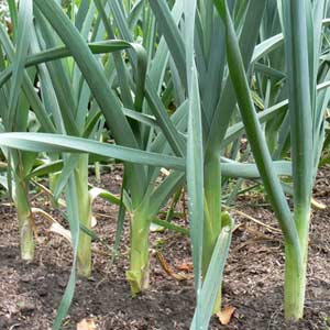 Garlic growing in ground