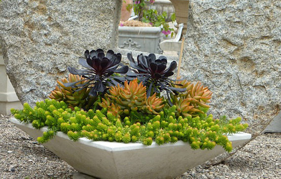 Sedum and Succulent Planters