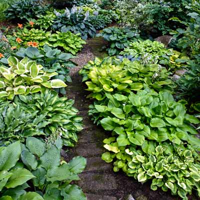 100-hostas