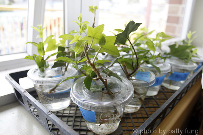 Stem Cuttings in the AFY School Garden (By Patty Fung)