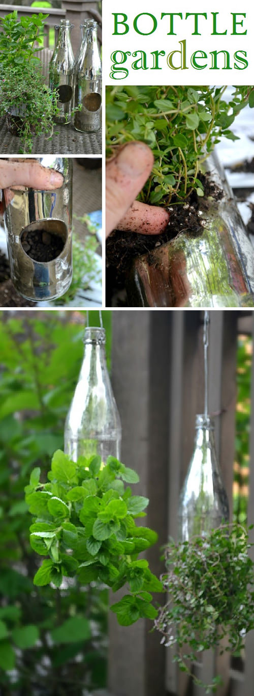 bottle-gardens