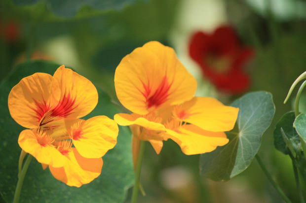 Nasturtiums on a December summer day