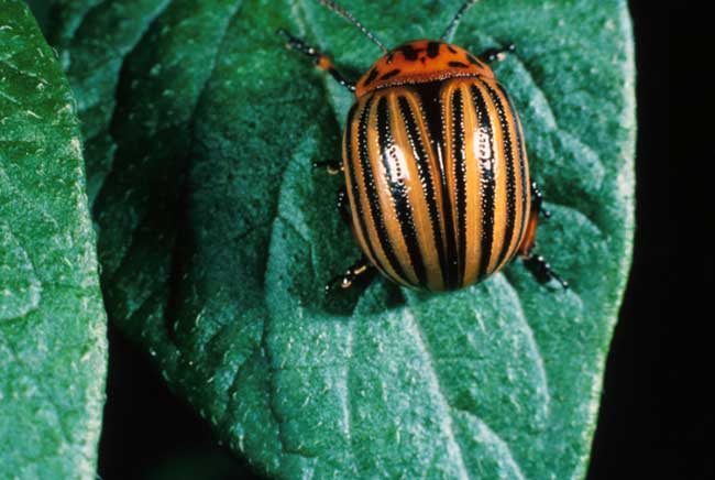 colorado-potato-beetles-1