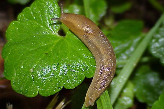 slug3