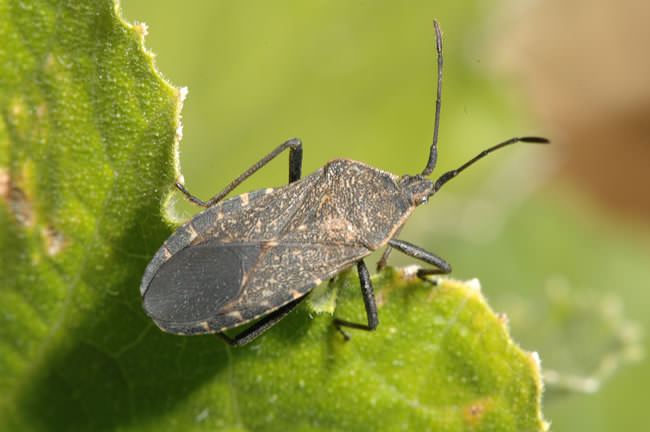 squash-bugs-1