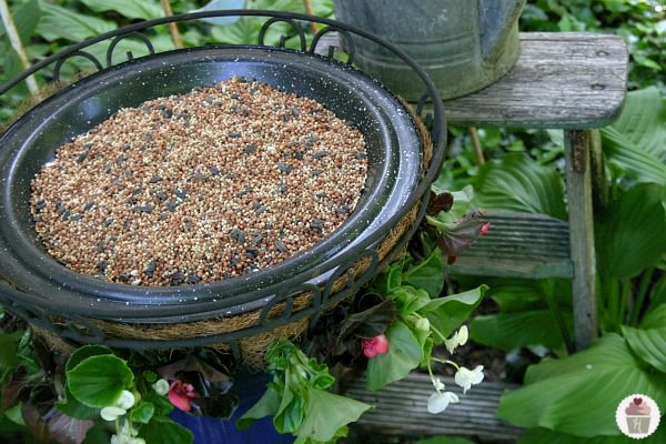 DIY bird feeder