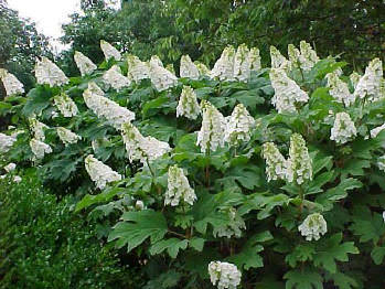 Oakleaf-Hydrangea