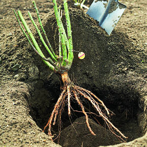 bare-root2-planting