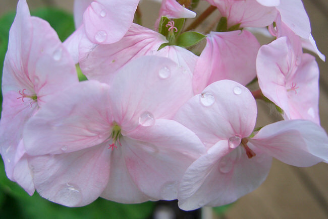 Shade plants that bloom all summer