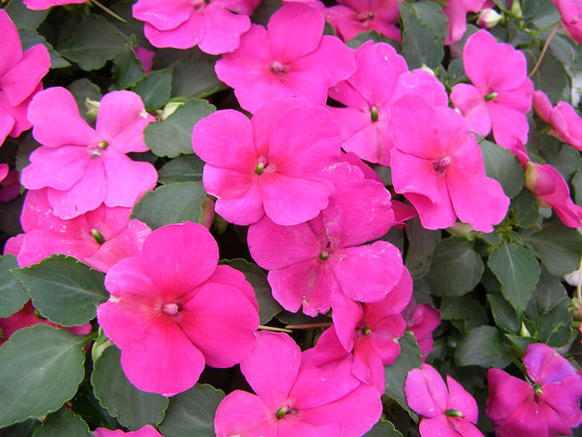 Shade plants that bloom all summer