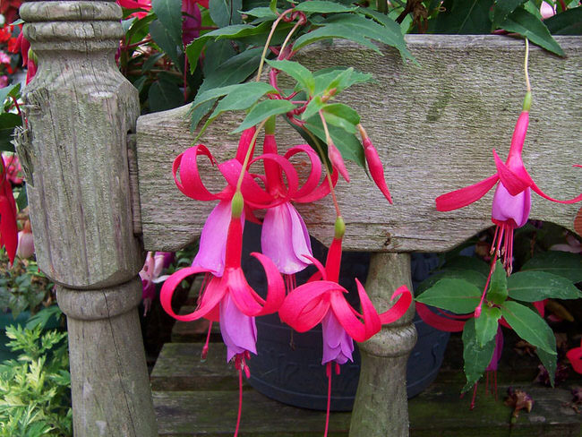 Shade plants that bloom all summer