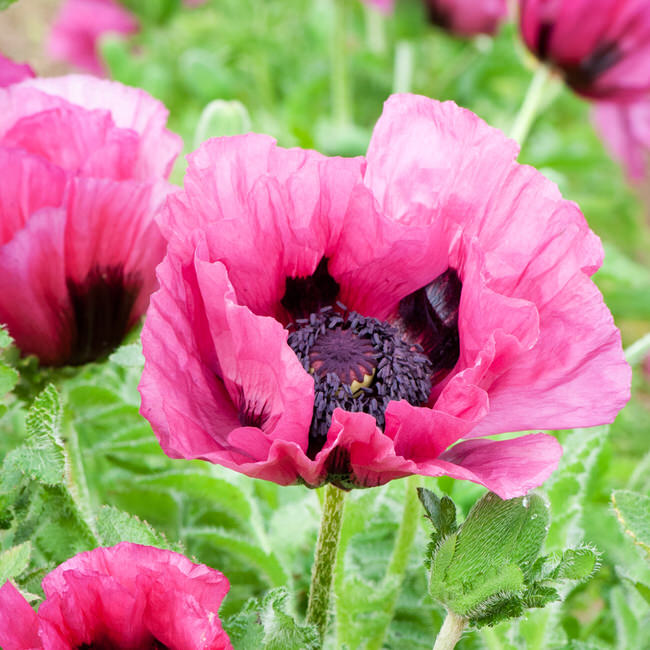 Plum Pudding Poppy