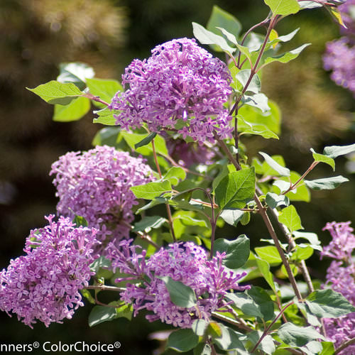 bloomerang_purple_syringa-8801