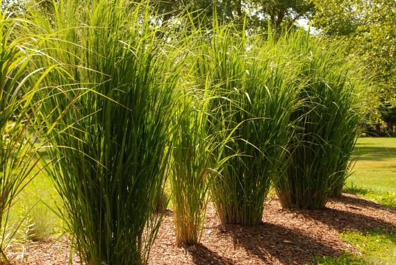 Panicum-virgatum-North-Wind-four